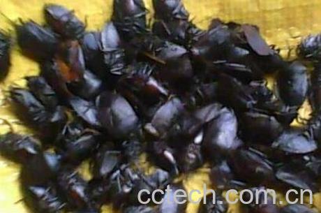  九香虫的药用价值及使用禁忌-1