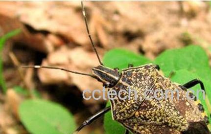 臭板虫有什么药用价值-0