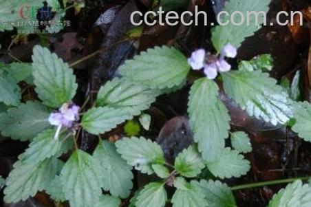 黄芪叶的功效与作用-1