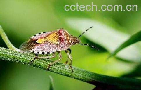 臭板虫有什么药用价值-1