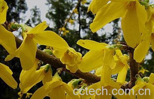 连翘的功效与作用及禁忌-0