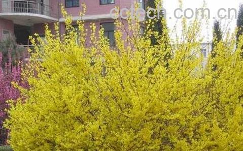 连翘的功效与作用及禁忌-1