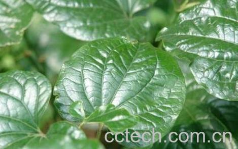 钻骨风怎么用 钻骨风的功效与作用-0