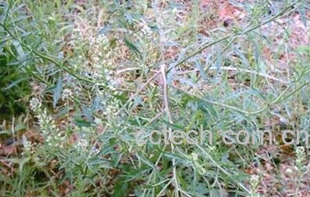 晒干的四叶莲有什么功效与作用-1