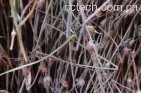 晒干的四叶莲有什么功效与作用-0