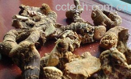 枯萝卜的副作用-0