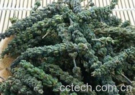 荆介穗的功效与毒副作用-0