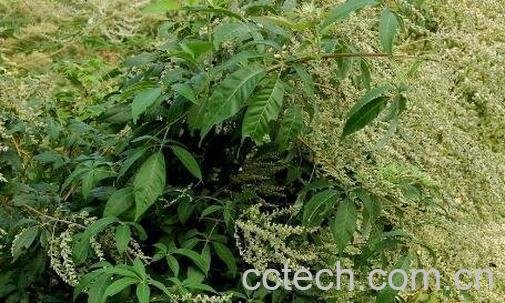 黄荆子煮水喝有作用与副作用-0