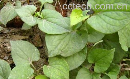 狗心草的功效与作用-0