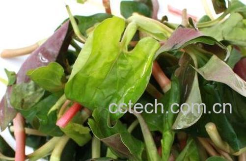 狗心草的功效与作用-1