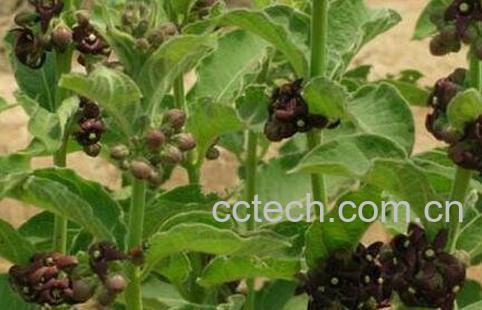 白薇的茎和叶有药用价值吗-1