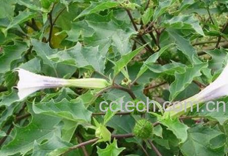 地环草药有什么副作用-0