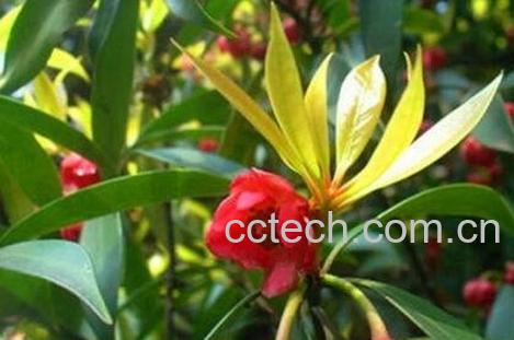 红茴香的用法及副作用-0