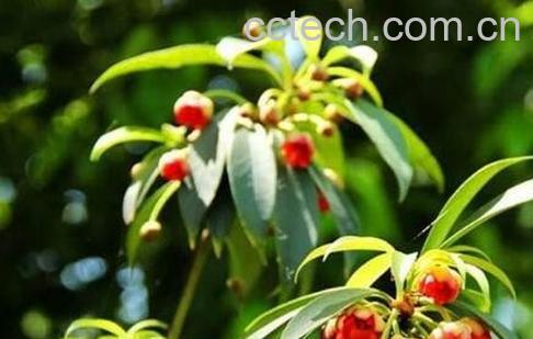 红茴香的用法及副作用-1