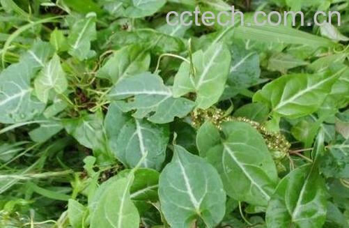 首乌藤的功效与作用 首乌藤的药用价值-1