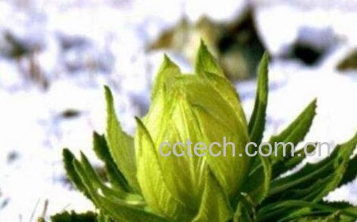 雪莲花的功效与作用 雪莲花怎么吃-1
