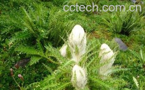 雪莲花的功效与作用 雪莲花怎么吃-0