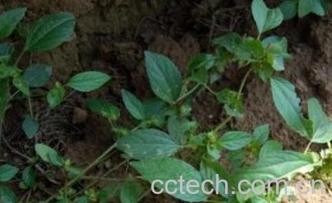 散血草的禁忌注意及相克-1