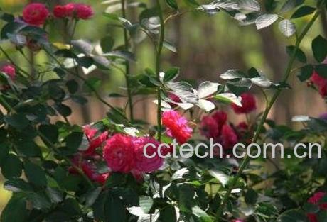 野蔷薇的药用价值-0