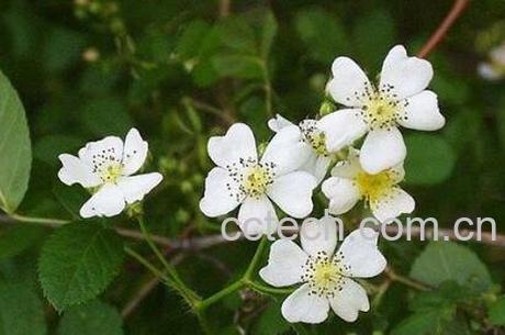 野蔷薇的药用价值-1