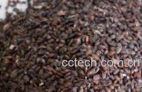 盐车前子的功效与作用-1