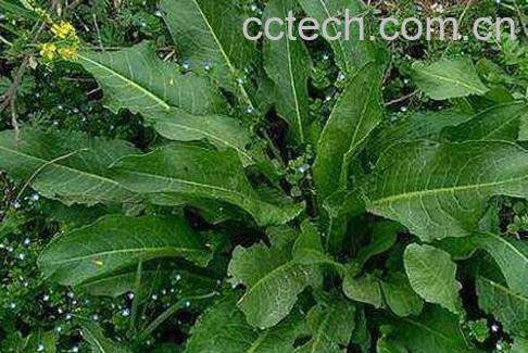 羊蹄叶的功效与作用-0