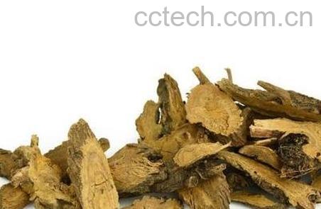 羊蹄根的功效与作用-0