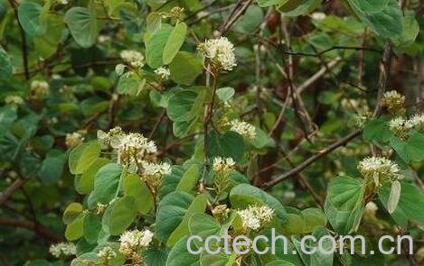 羊蹄叶的功效与作用-1