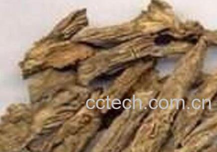 羊蹄根的功效与作用-1