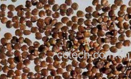 盐菟丝子的功效与作用-0