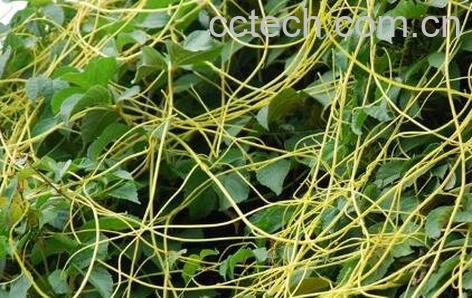 盐菟丝子的功效与作用-1