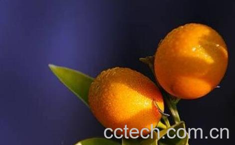 金橘根的功效与作用-0