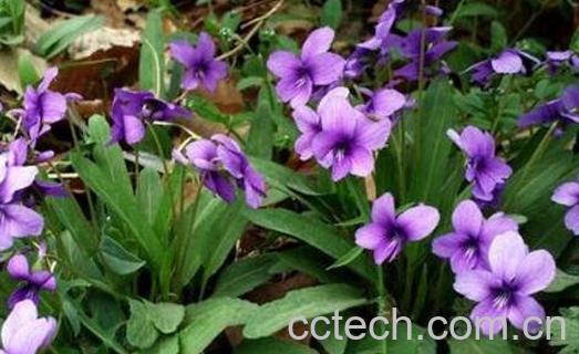 紫花地丁的功效与作用及食用方法-0