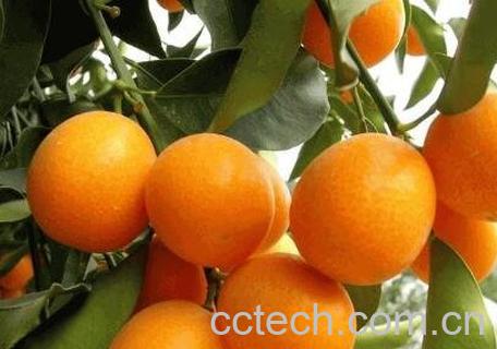 金橘根的功效与作用-1