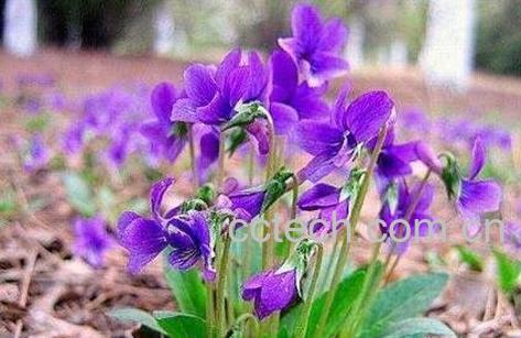 紫花地丁的功效与作用及食用方法-1