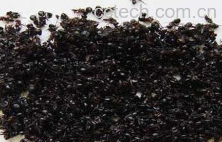 黑蚂蚁的功效与作用-0