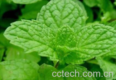 薄荷叶的功效与作用-0