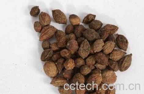 益智仁的功效与作用及食用方法-1