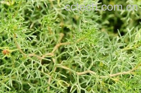 骆驼莲子的功效和作用-0