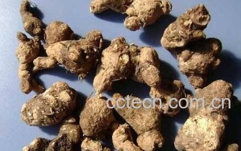 苍术的功效与作用及禁忌-1