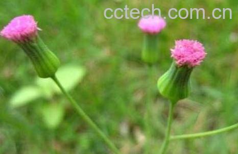 一点红的功效与作用-1