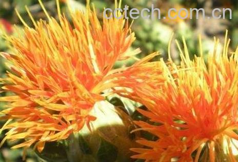 草红花的功效与作用及禁忌-0