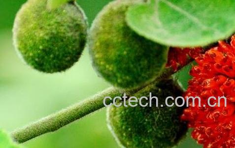 构树果的药用价值-0