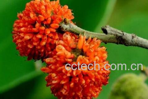 构树果的药用价值-1