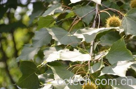 枫树果的药用价值-0