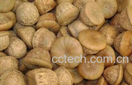 肾果的药用价值-1