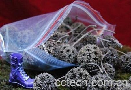 枫树果的药用价值-1