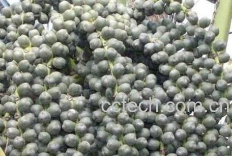 追风果的药用价值-1