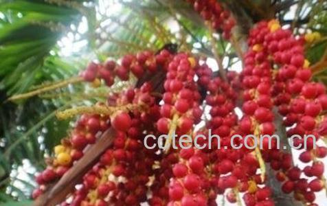 追风果的药用价值-0