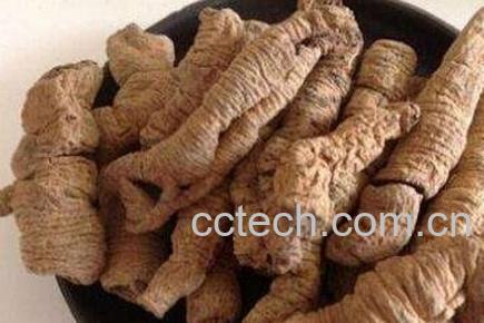 巴戟天的作用与功效-1